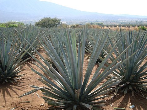 Don Loco Tequila